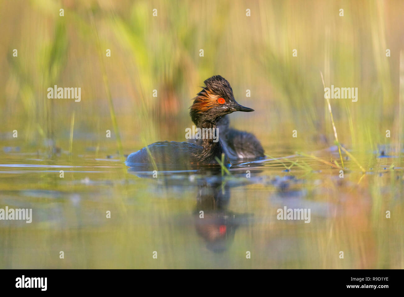 Collo Nero svasso; Podiceps nigricollis singolo adulto REGNO UNITO Foto Stock