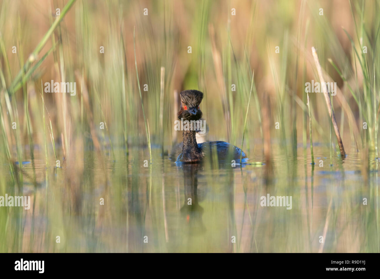 Collo Nero svasso; Podiceps nigricollis singolo adulto REGNO UNITO Foto Stock