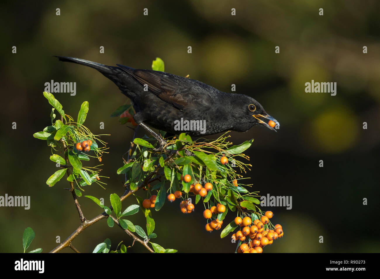Blackbird;Turdus merula singolo; primo inverno; su Pyracantha Cornwall, Regno Unito Foto Stock