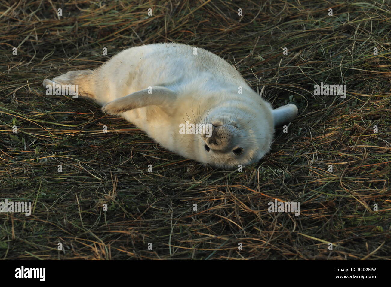 Guarnizione grigio pup (Halichoerus grypus) laminato sulla sua schiena Foto Stock