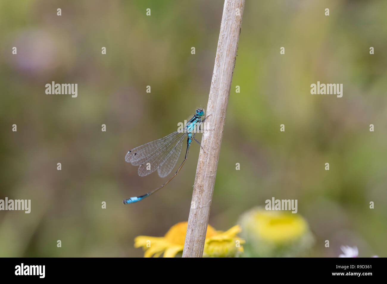 Blue Tailed Damselfly; Ischnura elegans Cornwall, Regno Unito Foto Stock