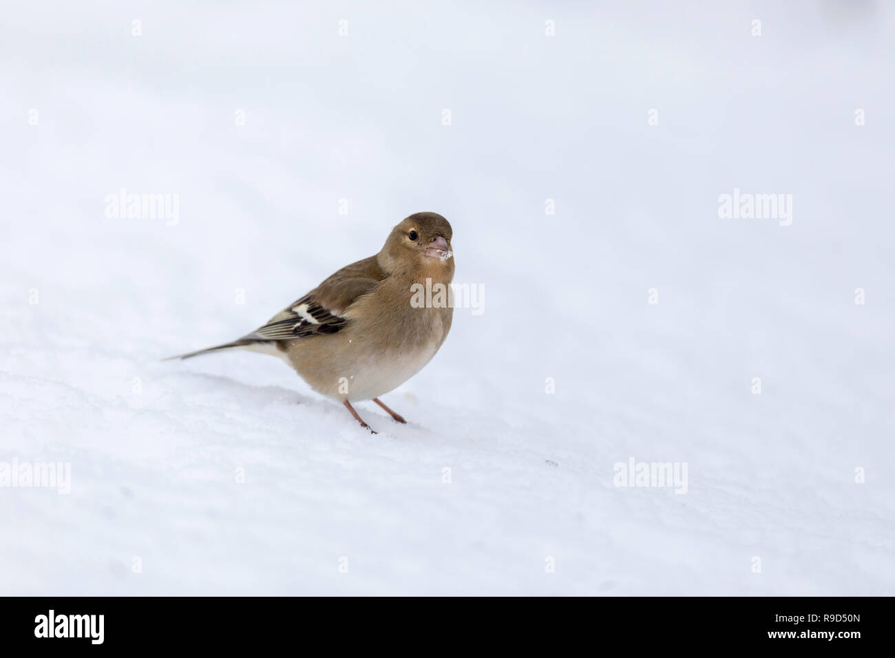 Fringuello; Fringilla coelebs unica donna in Snow Cornwall, Regno Unito Foto Stock