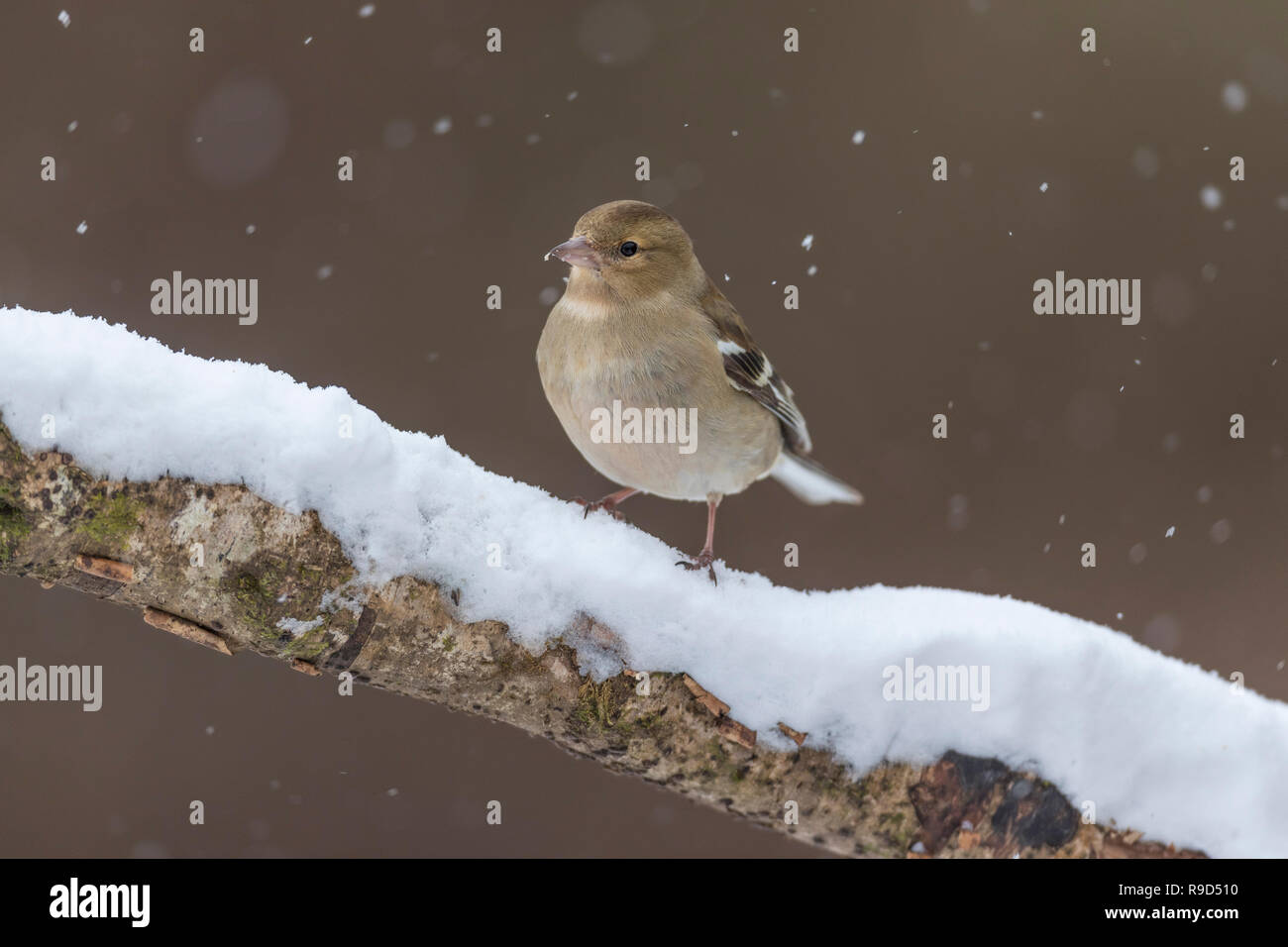 Fringuello; Fringilla coelebs unica donna in Snow Cornwall, Regno Unito Foto Stock