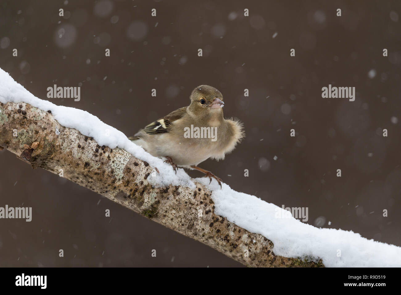 Fringuello; Fringilla coelebs unica donna in Snow Cornwall, Regno Unito Foto Stock