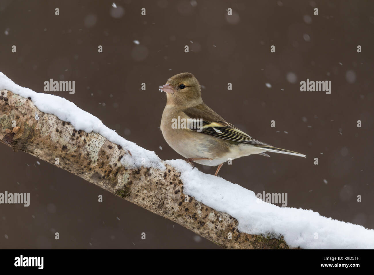 Fringuello; Fringilla coelebs unica donna in Snow Cornwall, Regno Unito Foto Stock