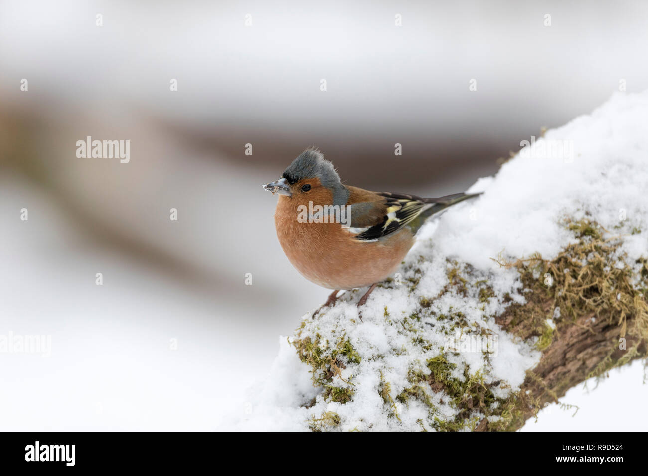Fringuello; Fringilla coelebs maschio singolo in Snow Cornwall, Regno Unito Foto Stock