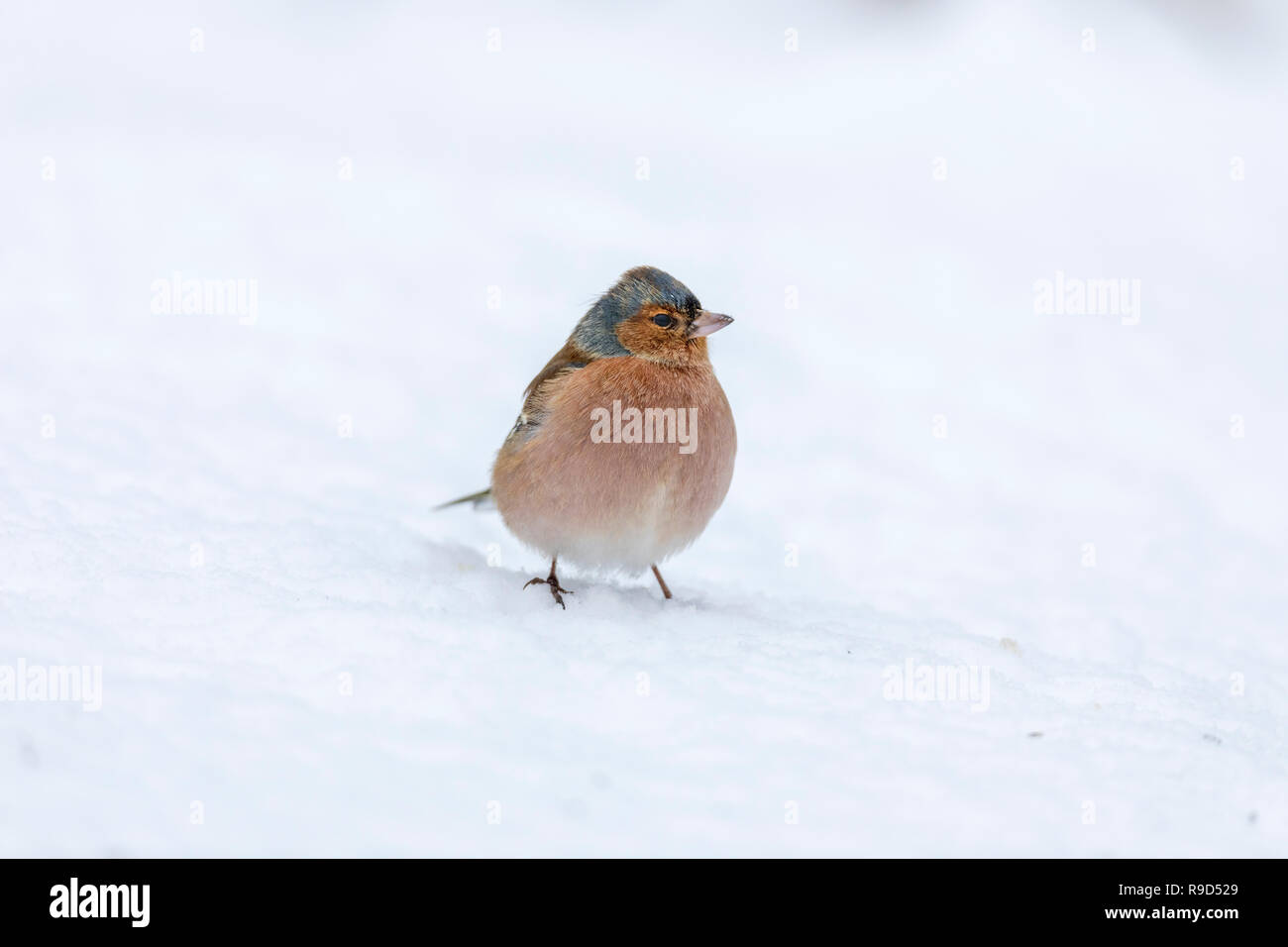 Fringuello; Fringilla coelebs maschio singolo in Snow Cornwall, Regno Unito Foto Stock