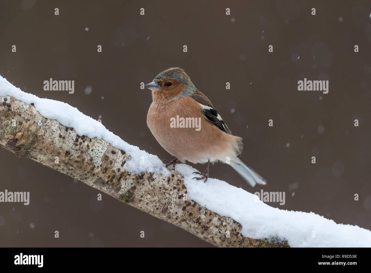 Fringuello; Fringilla coelebs maschio singolo in Snow Cornwall, Regno Unito Foto Stock