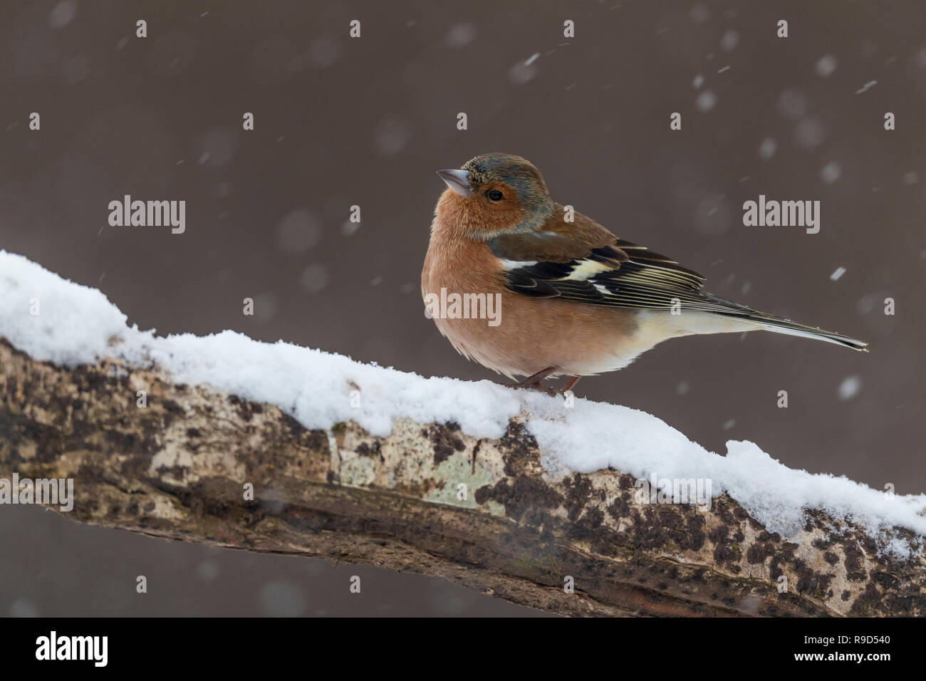 Fringuello; Fringilla coelebs maschio singolo in Snow Cornwall, Regno Unito Foto Stock