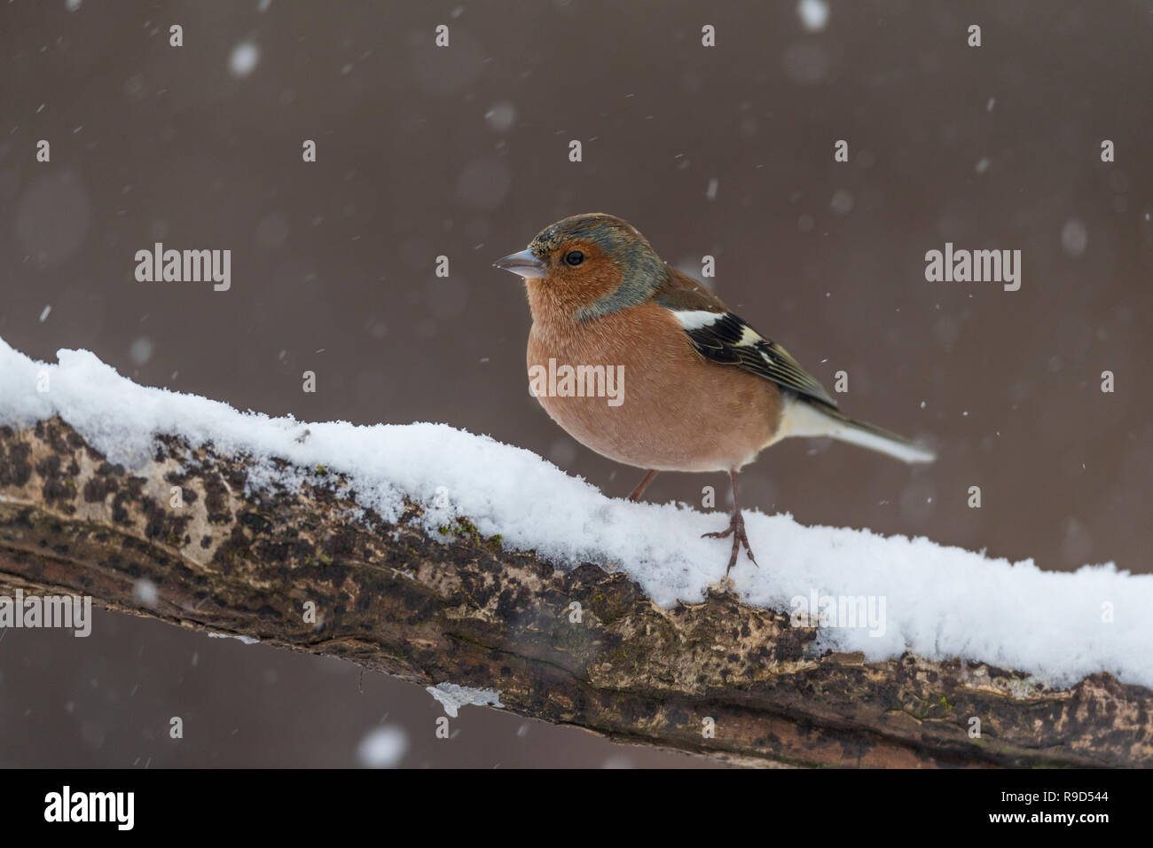 Fringuello; Fringilla coelebs maschio singolo in Snow Cornwall, Regno Unito Foto Stock