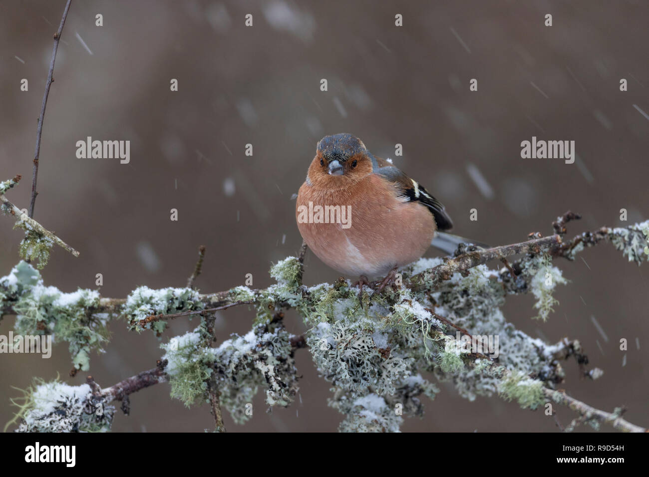 Fringuello; Fringilla coelebs maschio singolo in Snow Cornwall, Regno Unito Foto Stock