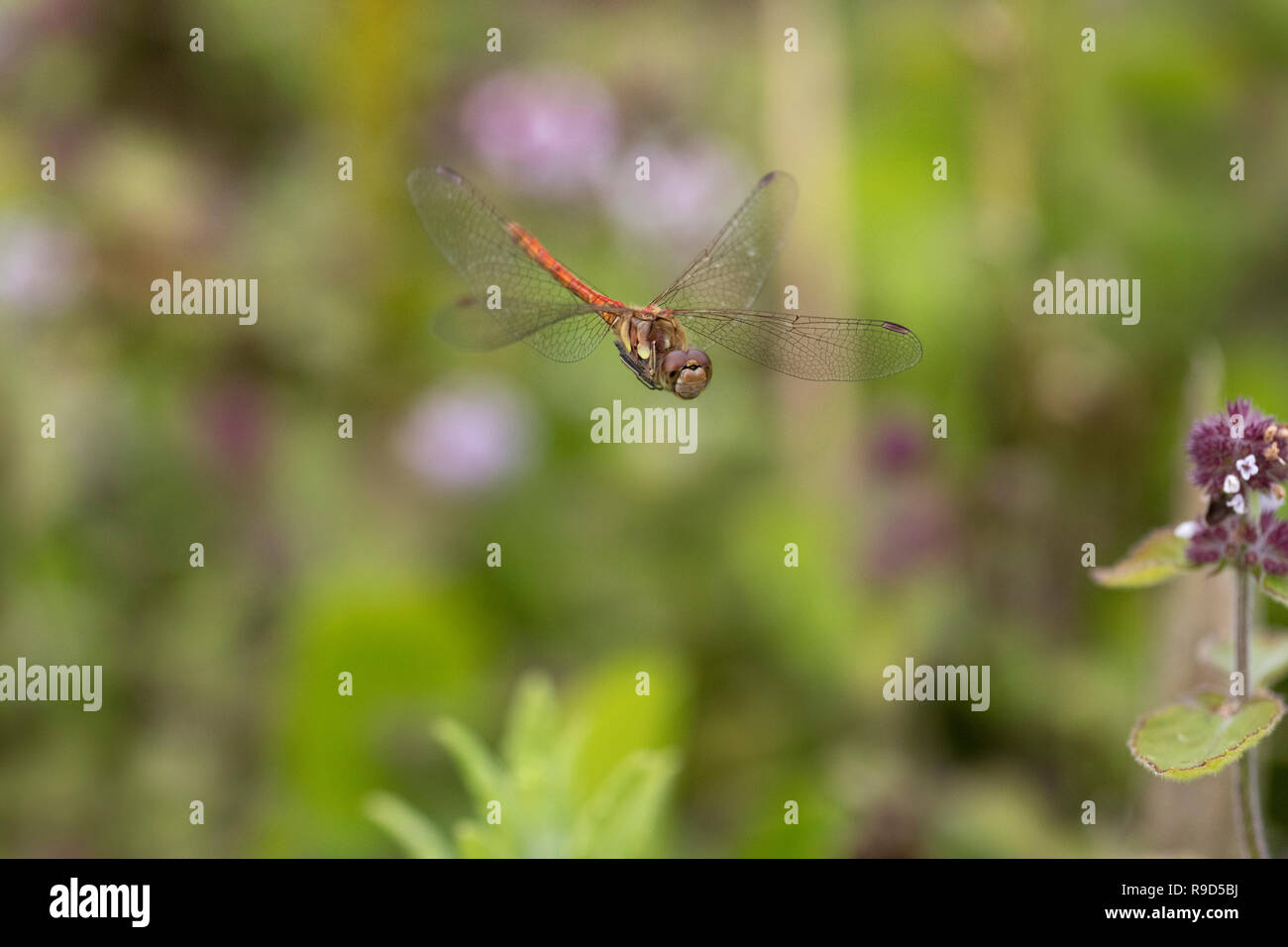 Common Darter Dragonfly; Sympetrum striolatum maschio singolo in volo Cornwall, Regno Unito Foto Stock