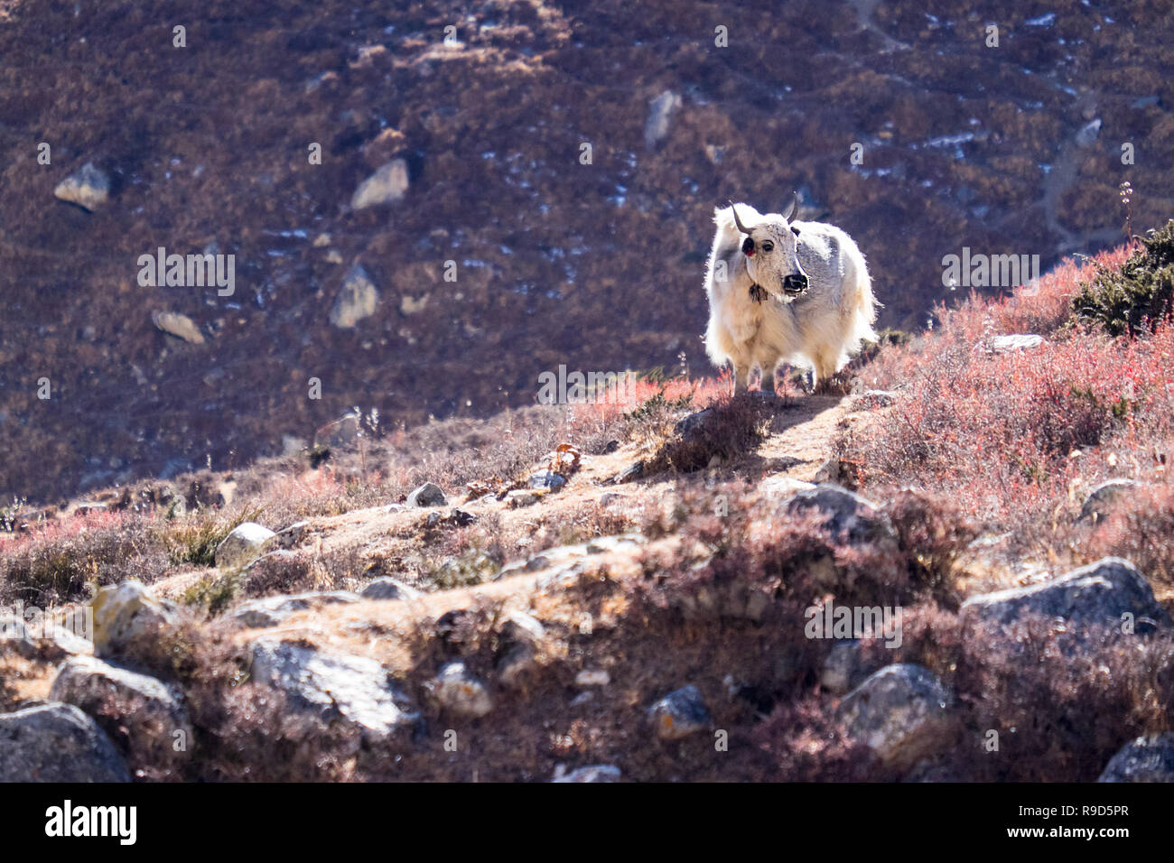 Yak nella regione di Manaslu dell'Himalaya, Nepal Foto Stock