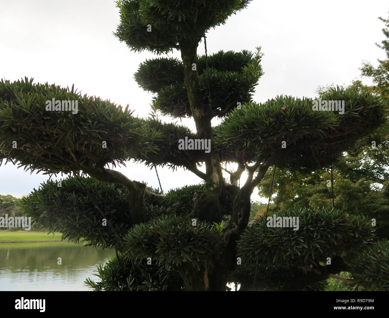 Close-up di un albero di pino con tipica giapponese 'Cloud' potature; il giardino Korakuen, uno dei tre grandi giardini del Giappone; Ottobre 2018 Foto Stock