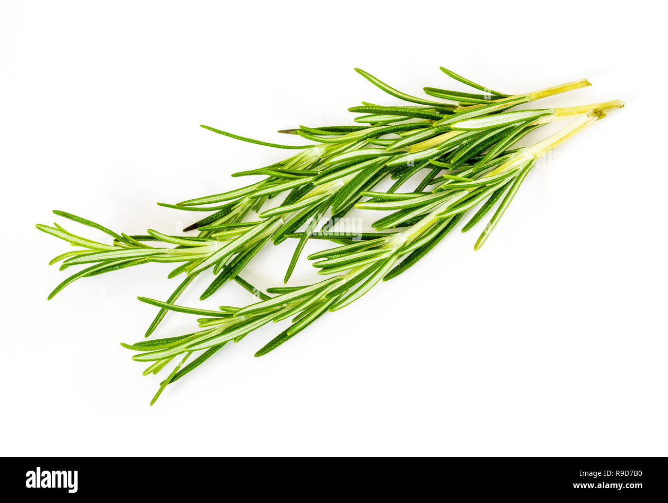 3 (tre) delicate rametti di rosmarino. Primo piano. Isolato su sfondo bianco. Foto Stock