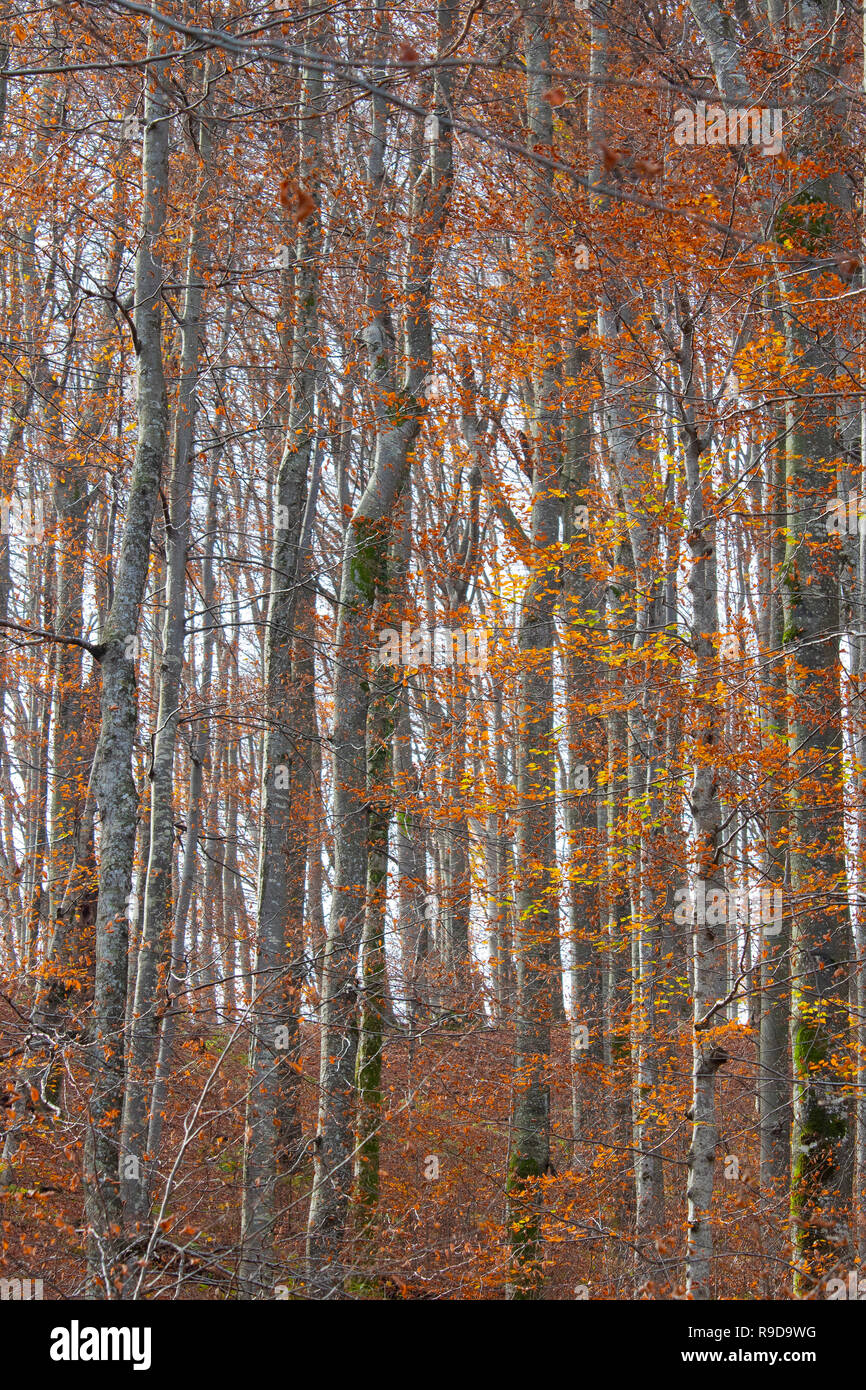 Modello di magici boschi in autunno il giorno, Plitvice Croazia Foto Stock