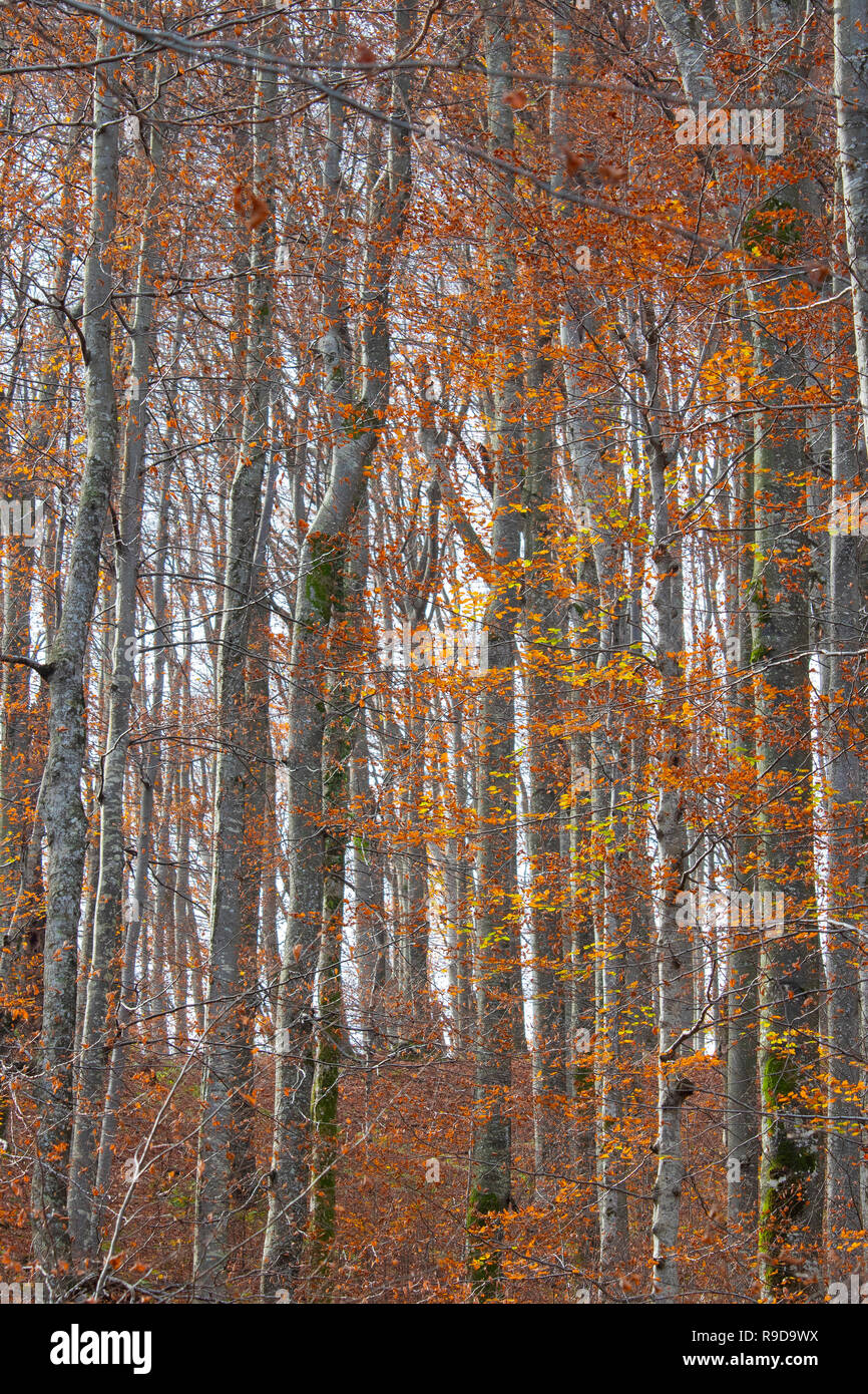 Modello di magici boschi in autunno il giorno, Plitvice Croazia Foto Stock