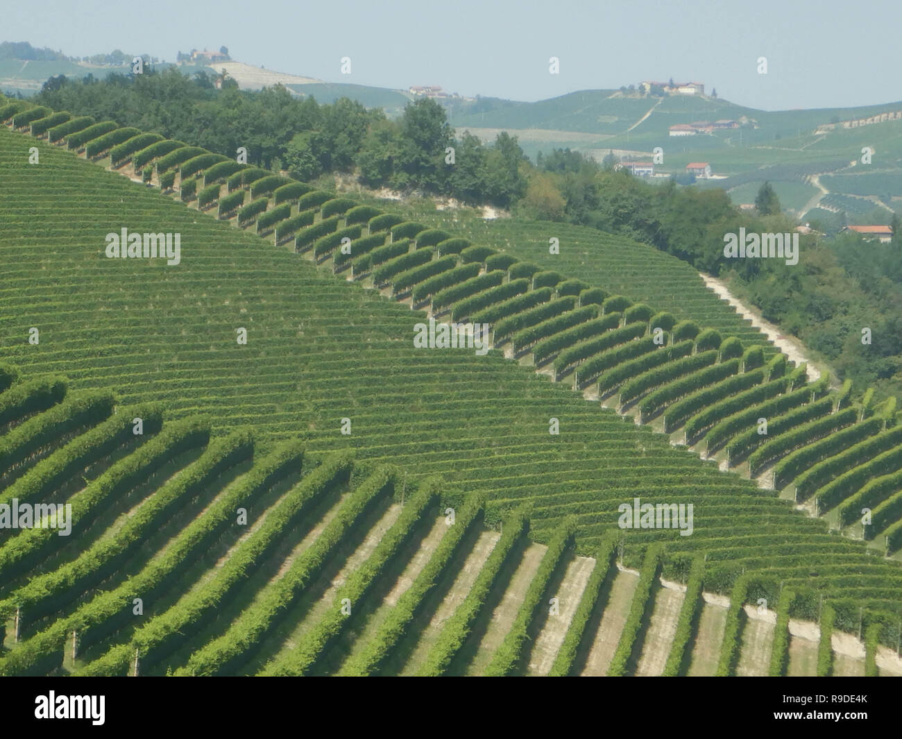 Le colline vicino a Serralunga d'Alba, Piemonte - Italia Foto Stock