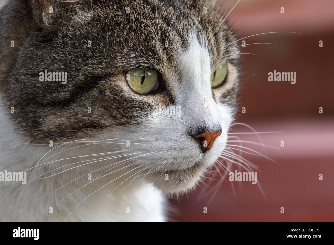 Il gatto domestico - Felis silvestris catus o felis catus Foto Stock