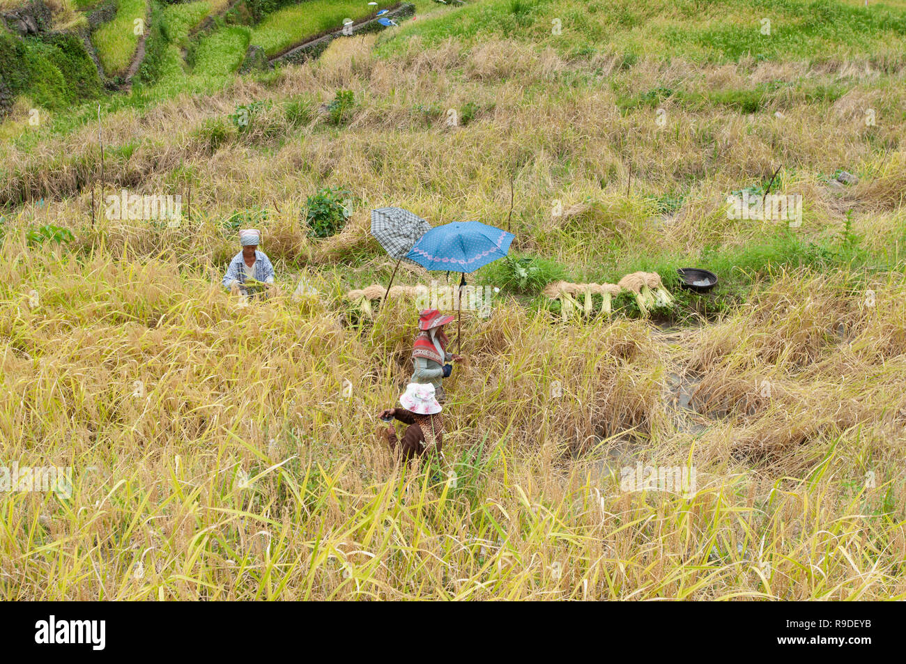 Batad terrazze di riso, Ifugao Provincia, Regione Cordigliera, Luzon, Filippine, Asia, Asia del Sud, patrimonio mondiale dell UNESCO Foto Stock