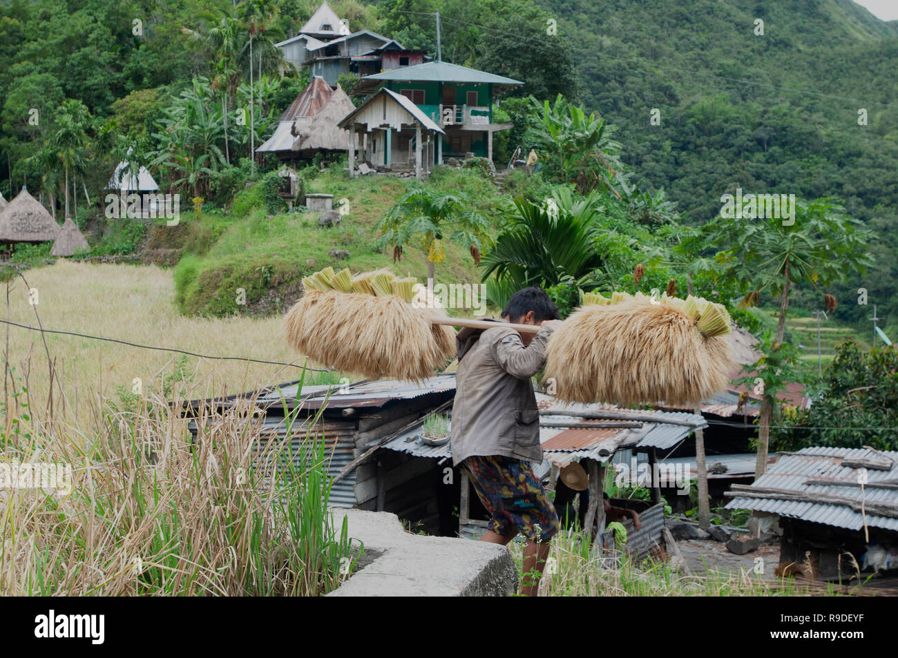 Batad terrazze di riso, Ifugao Provincia, Regione Cordigliera, Luzon, Filippine, Asia, Asia del Sud, patrimonio mondiale dell UNESCO Foto Stock