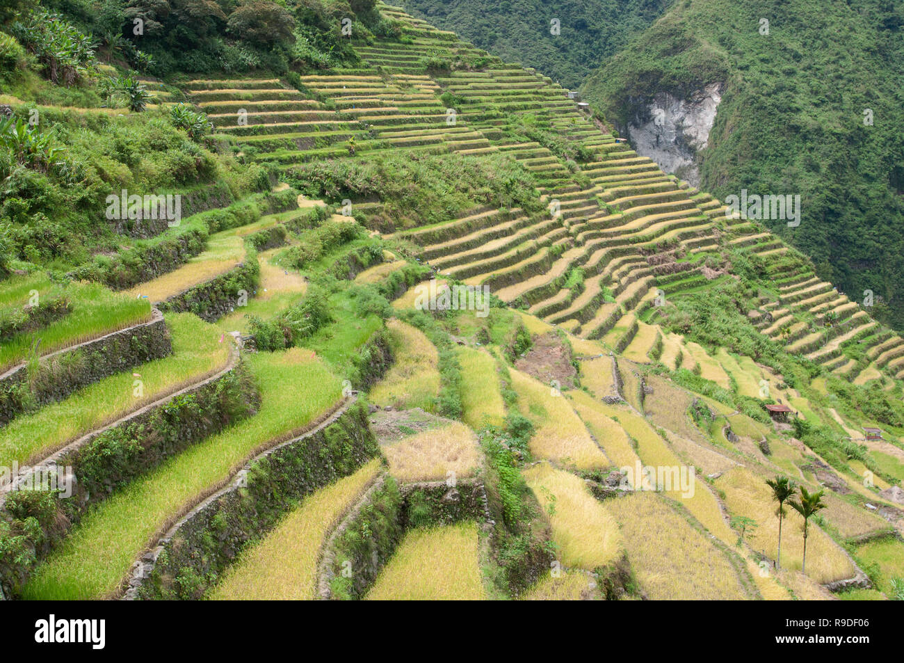 Batad terrazze di riso, Ifugao Provincia, Regione Cordigliera, Luzon, Filippine, Asia, Asia del Sud, patrimonio mondiale dell UNESCO Foto Stock