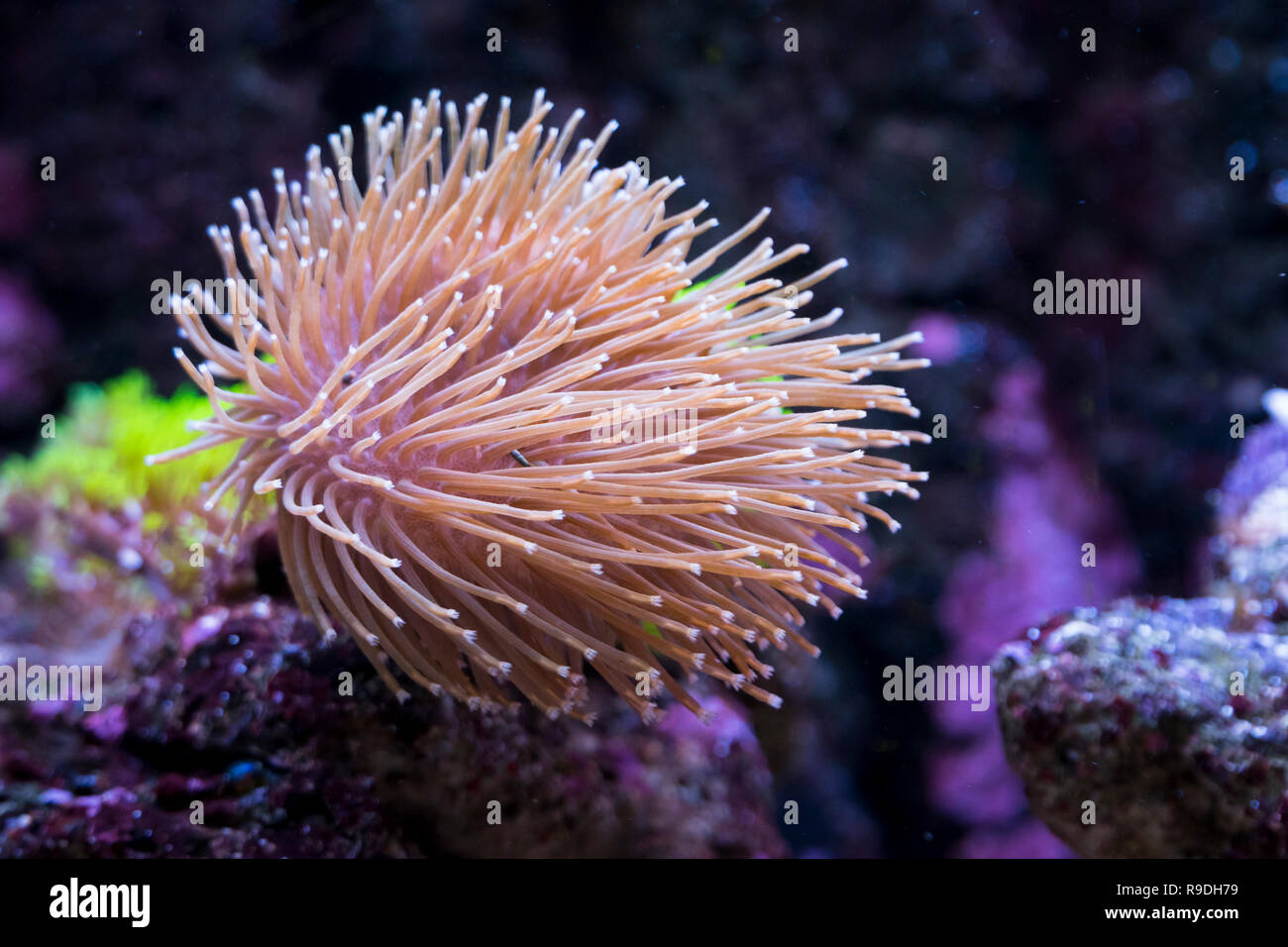 Close-up di un corallo rosa in acquario Foto Stock