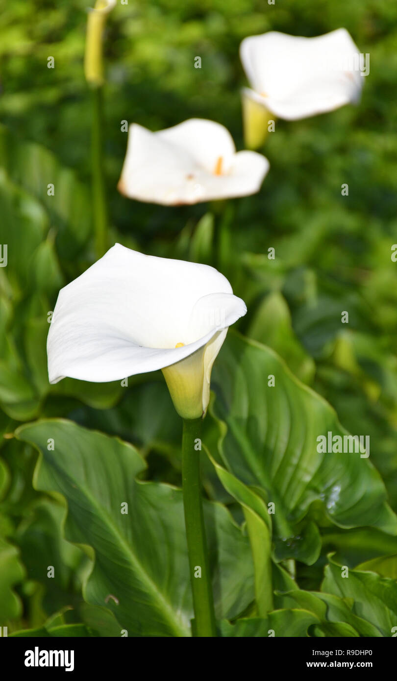Calla Lilies (Zantedeschia aethiopica), Arum Lilies in fiore su sfondo verde sfocato Foto Stock