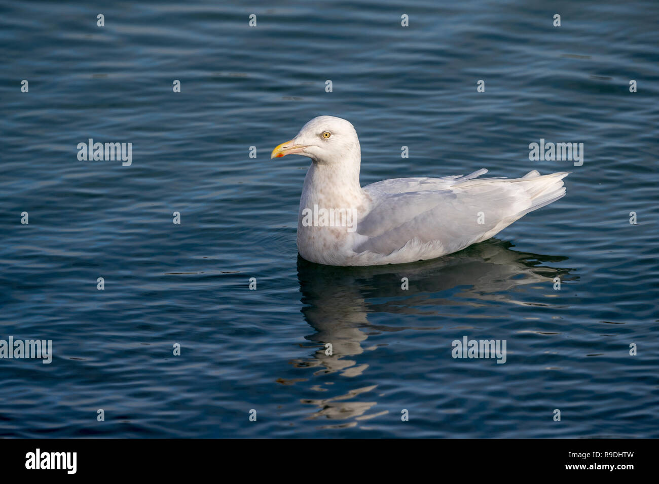 Glaucous Gull; Larus hyperboreus singolo adulto; inverno Cornwall, Regno Unito Foto Stock