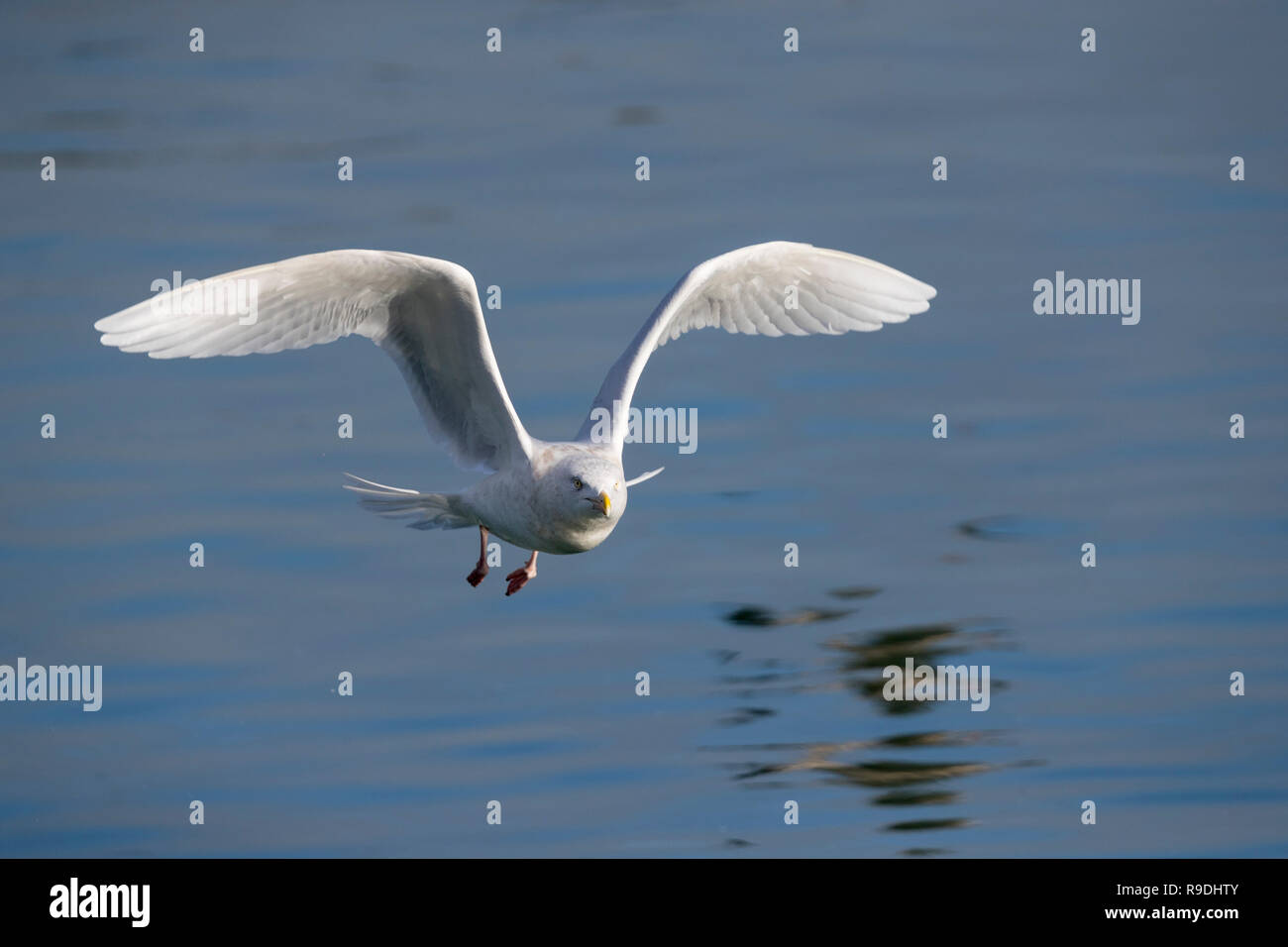 Glaucous Gull; Larus hyperboreus singolo inverno; in volo Cornwall, Regno Unito Foto Stock