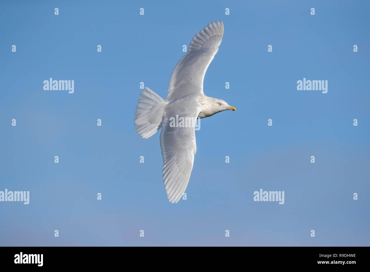 Glaucous Gull; Larus hyperboreus singolo adulto in volo Cornwall, Regno Unito Foto Stock