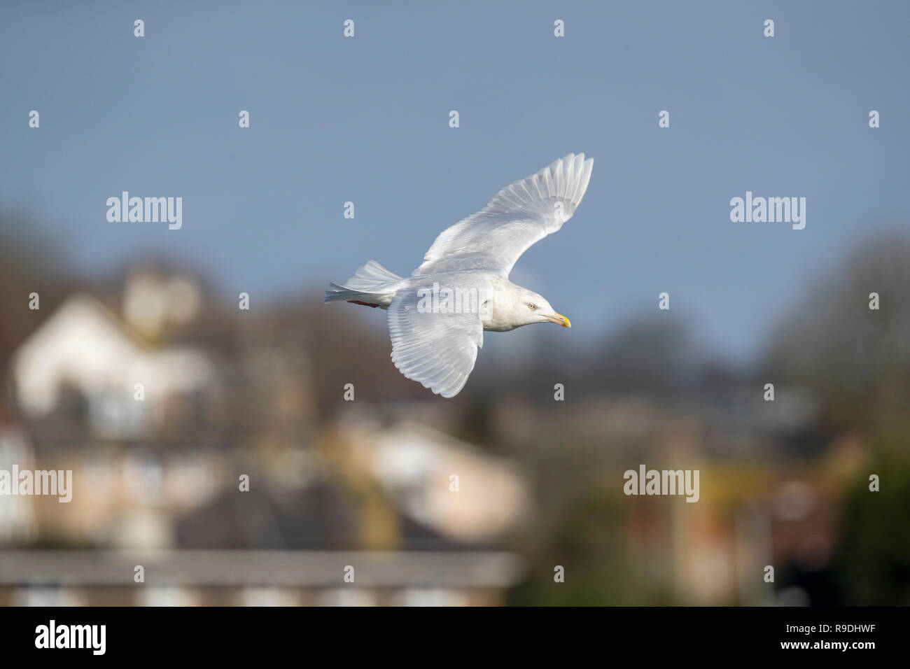 Glaucous Gull; Larus hyperboreus singolo adulto; inverno Cornwall, Regno Unito Foto Stock