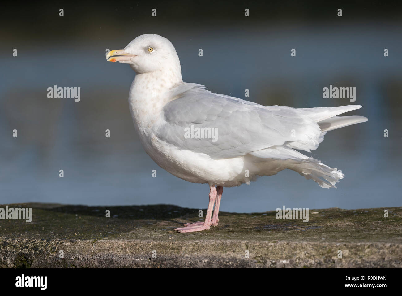 Glaucous Gull; Larus hyperboreus singolo adulto; inverno Cornwall, Regno Unito Foto Stock