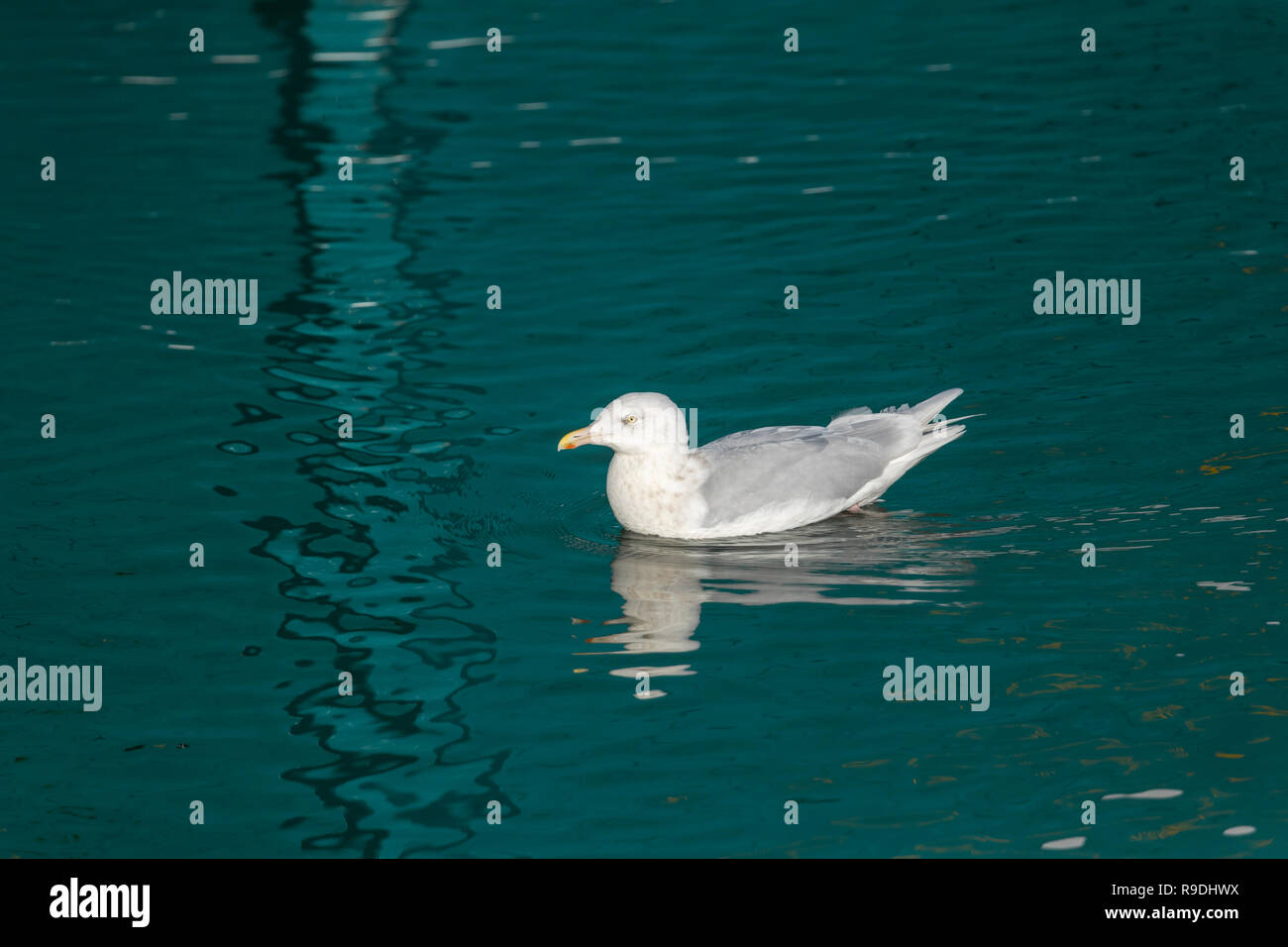 Glaucous Gull; Larus hyperboreus singolo adulto; inverno Cornwall, Regno Unito Foto Stock