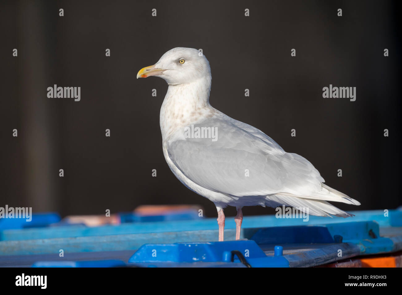 Glaucous Gull; Larus hyperboreus singolo adulto; inverno Cornwall, Regno Unito Foto Stock