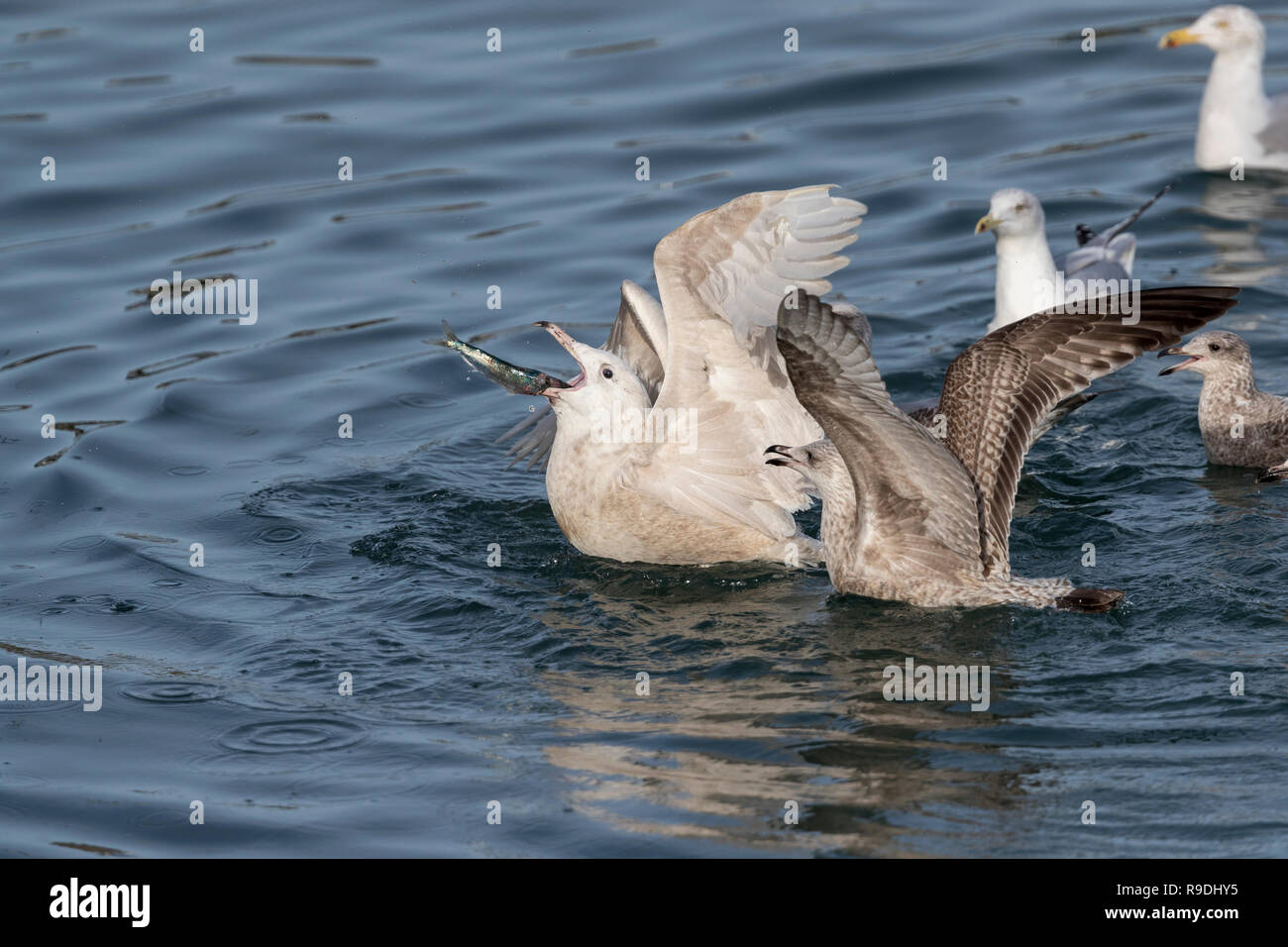 Glaucous Gull; Larus hyperboreus singolo bambino; scontri con altri Gulls over pesci Cornwall, Regno Unito Foto Stock