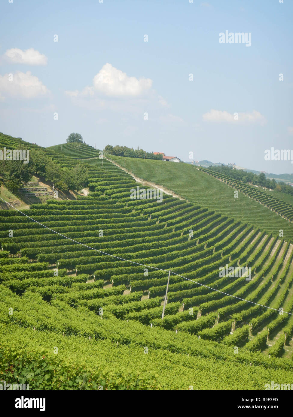 Le colline vicino a Serralunga d'Alba, Piemonte - Italia Foto Stock