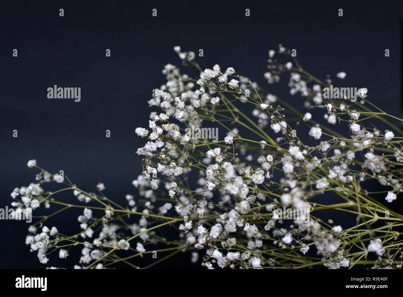 Essiccata bianca decorativa comune Gypsophila paniculata fiore bouquet di  erbe su sfondo scuro Foto stock - Alamy