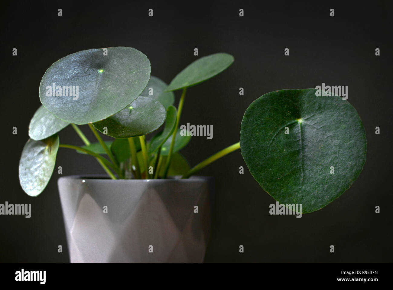 Pilea peperomioides denaro cinese UFO home pianta in vaso grigio davanti a uno sfondo scuro Foto Stock