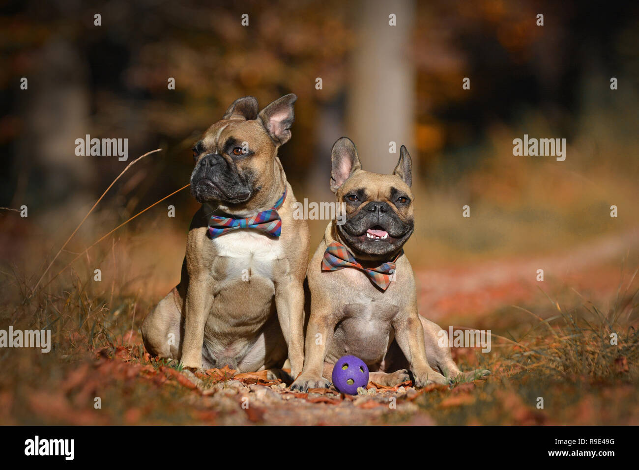 Due fawn bulldog francese cani con bowties in seduta autumn leaf forest Foto Stock