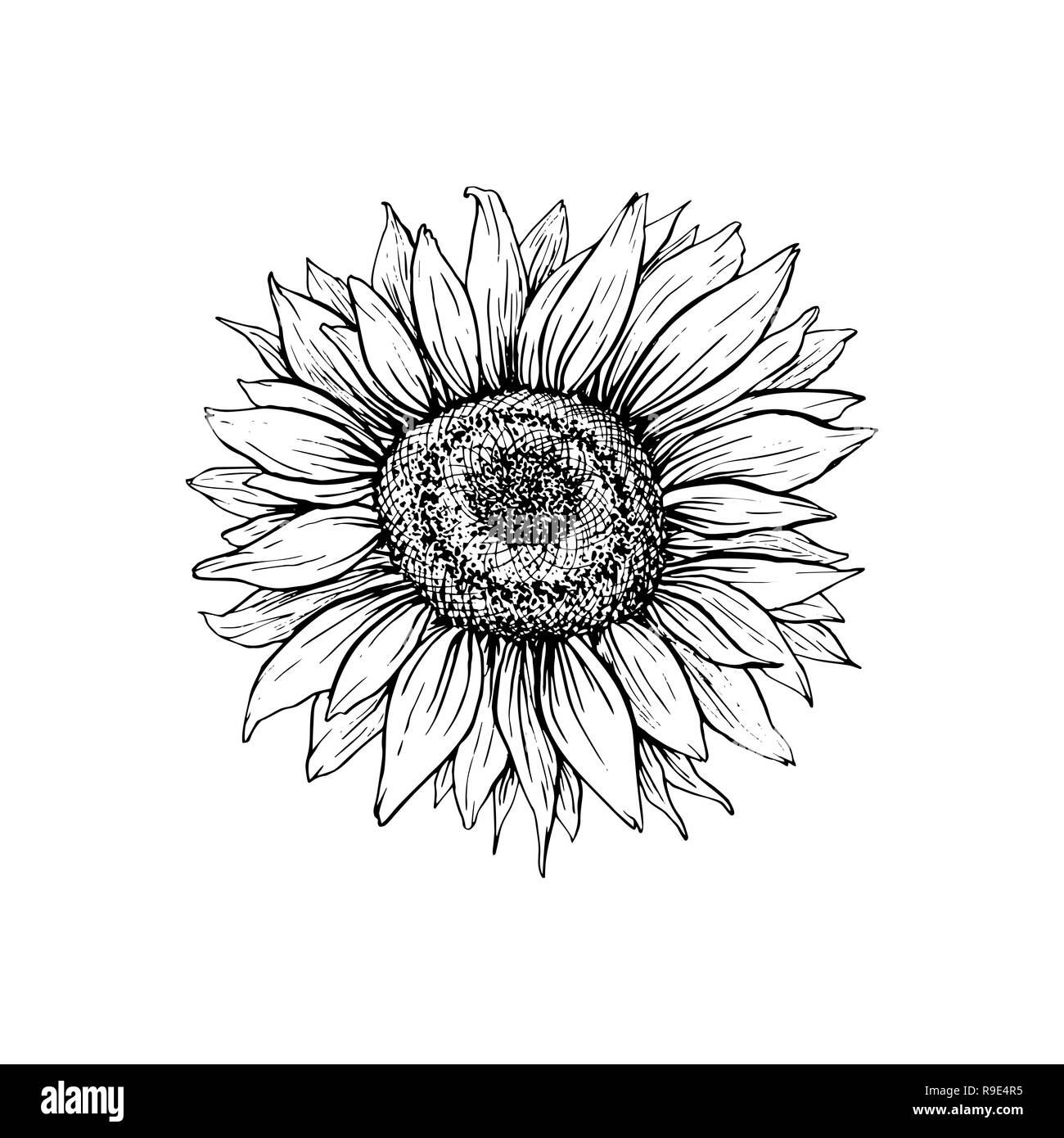 Girasole disegnati a mano illustrazione vettoriale. Floral inchiostro della penna sketch. In bianco e nero di clipart. Millefiori realistico disegno a mano libera. Isolato monocromatico design floreale elemento. Disegnò profilo Illustrazione Vettoriale