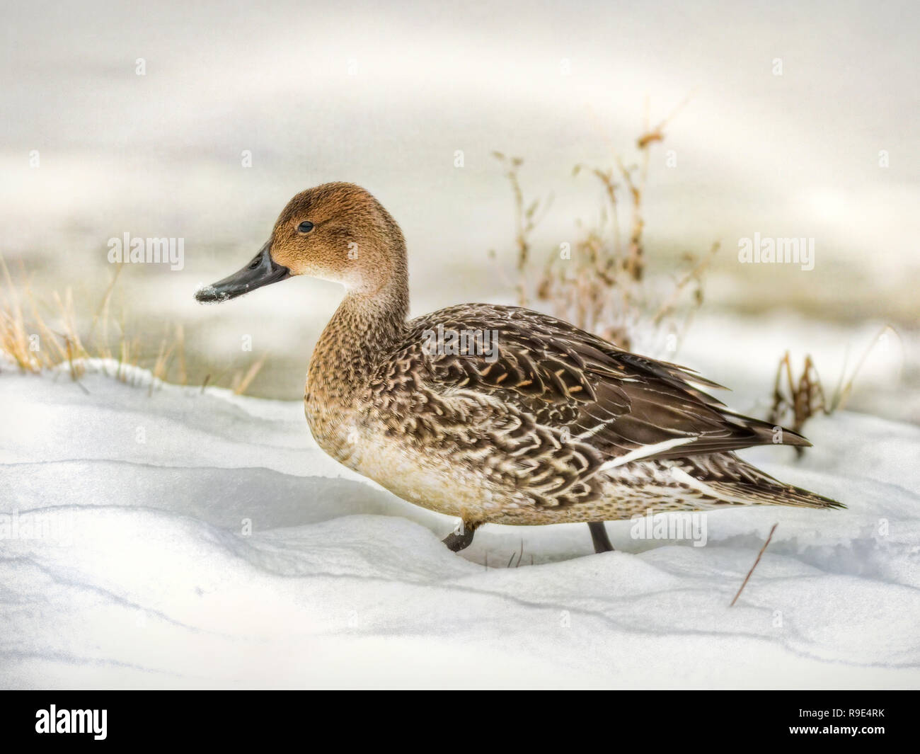 Pintail duck in inverno Foto Stock