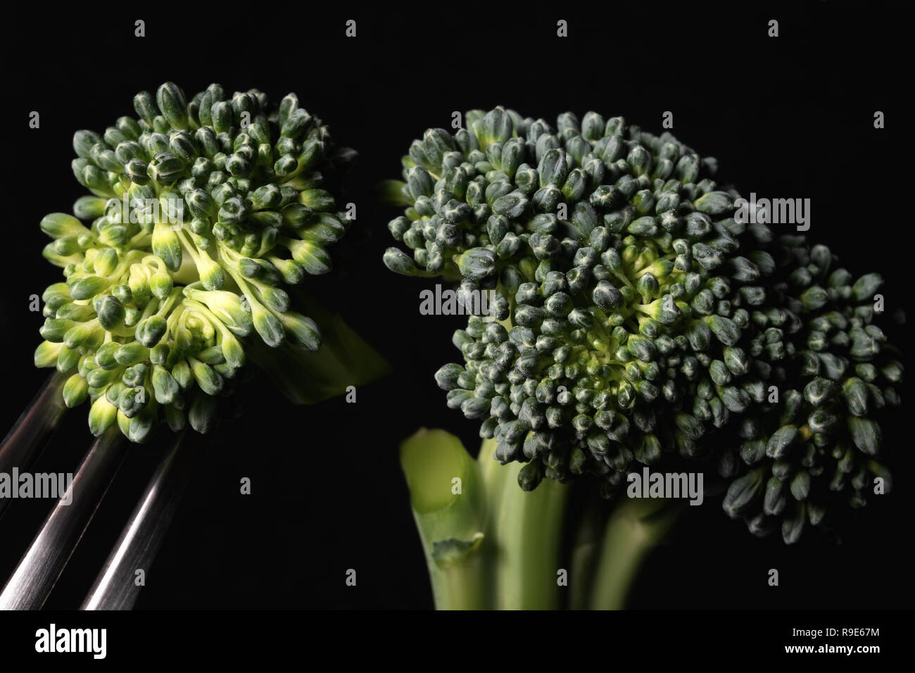 Broccoli close up con sfondo nero Foto Stock
