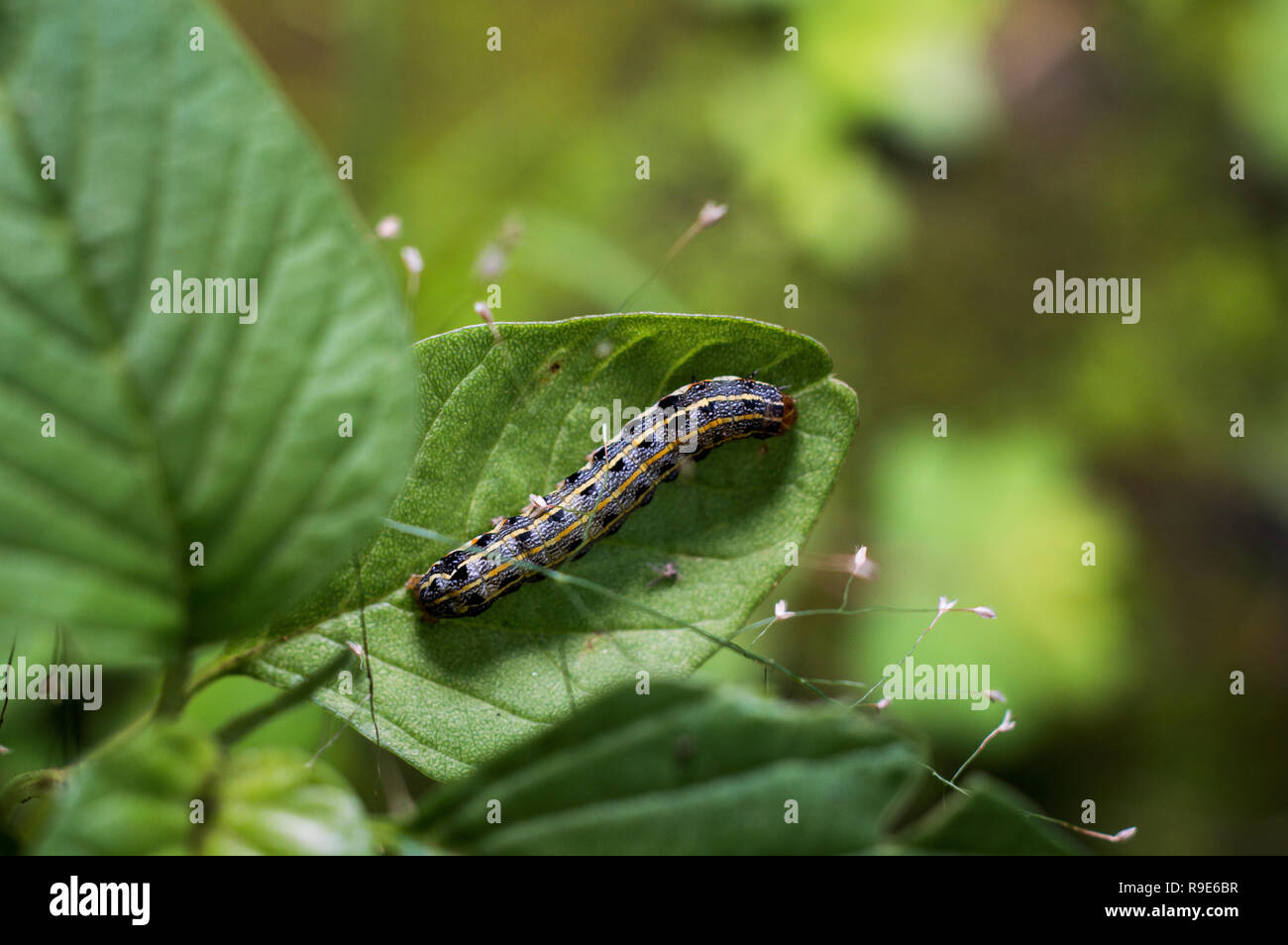 Caterpillar singolo su foglie verdi Foto Stock
