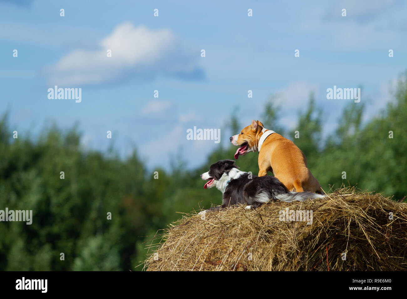 Cane nella mangiatoia. L'estate. Passeggiata. Campo. Il fieno. Cane. La natura. Border Collie e Staffordshire terrier sono a piedi nel campo. Foto Stock