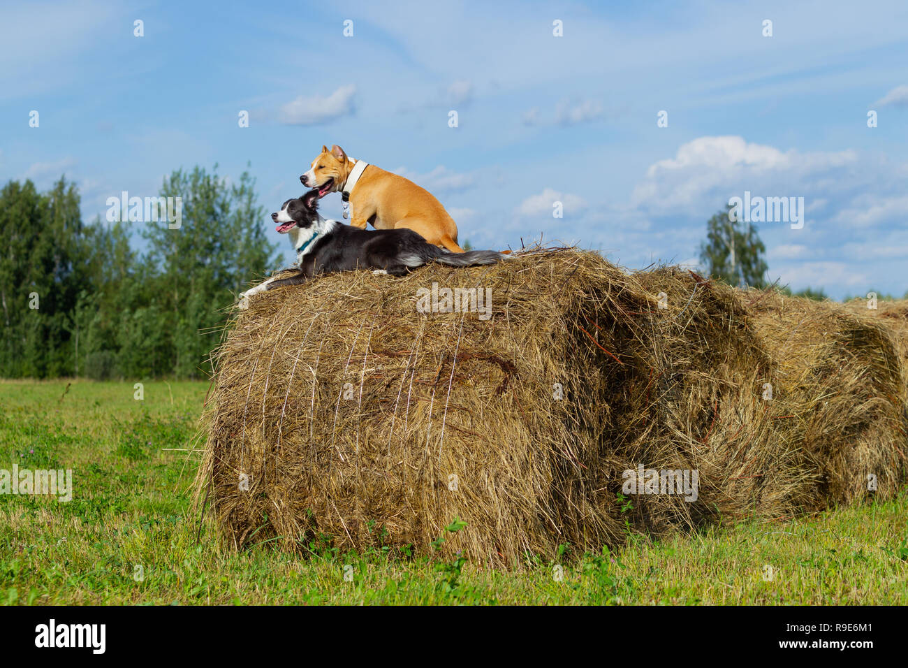 Cane nella mangiatoia. L'estate. Passeggiata. Campo. Il fieno. Cane. La natura. Border Collie e Staffordshire terrier sono a piedi nel campo. Foto Stock