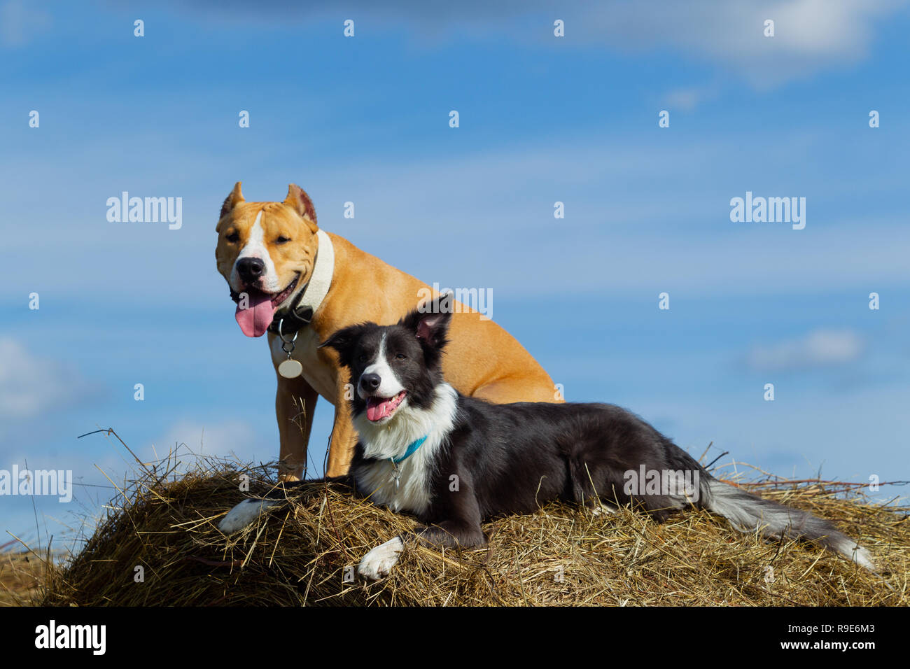 Cane nella mangiatoia. L'estate. Passeggiata. Campo. Il fieno. Cane. La natura. Border Collie e Staffordshire terrier sono a piedi nel campo. Foto Stock