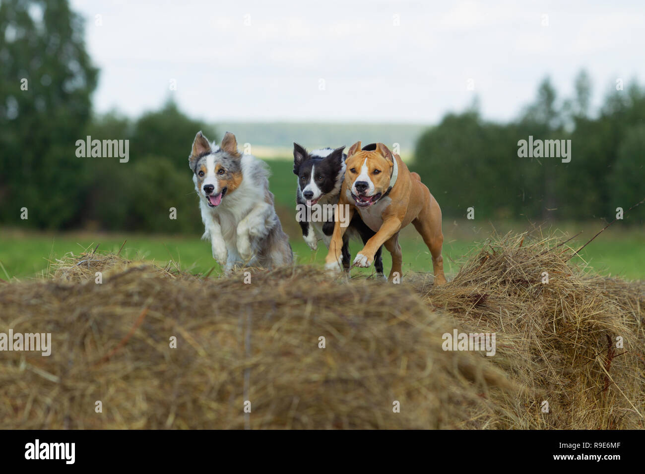 Cane nella mangiatoia. L'estate. Passeggiata. Campo. Il fieno. Cane. La natura. Border Collie e Staffordshire terrier sono a piedi nel campo. Foto Stock