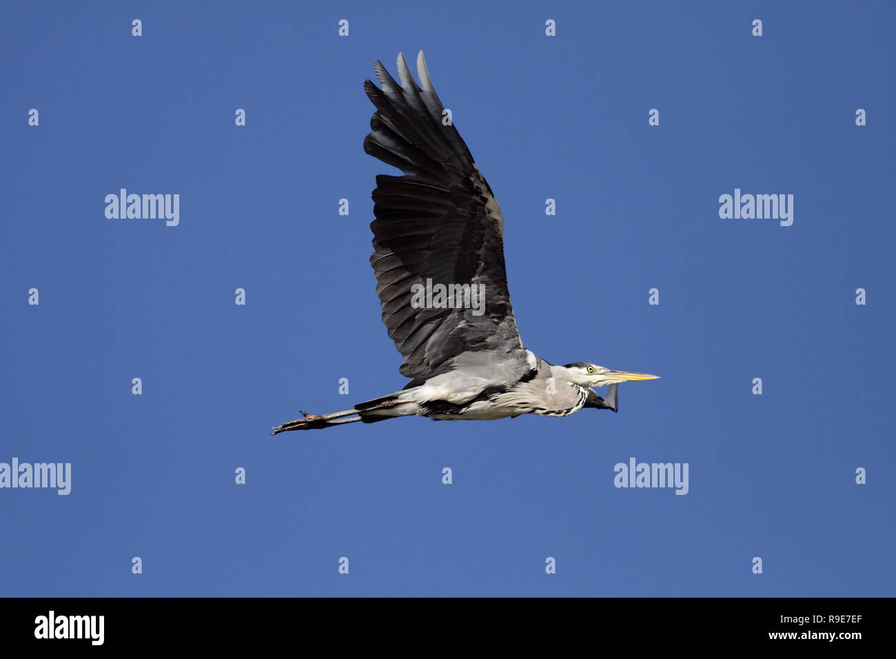 Grande heron volando sul fiume Douro, Portogallo, contro il profondo blu del cielo Foto Stock