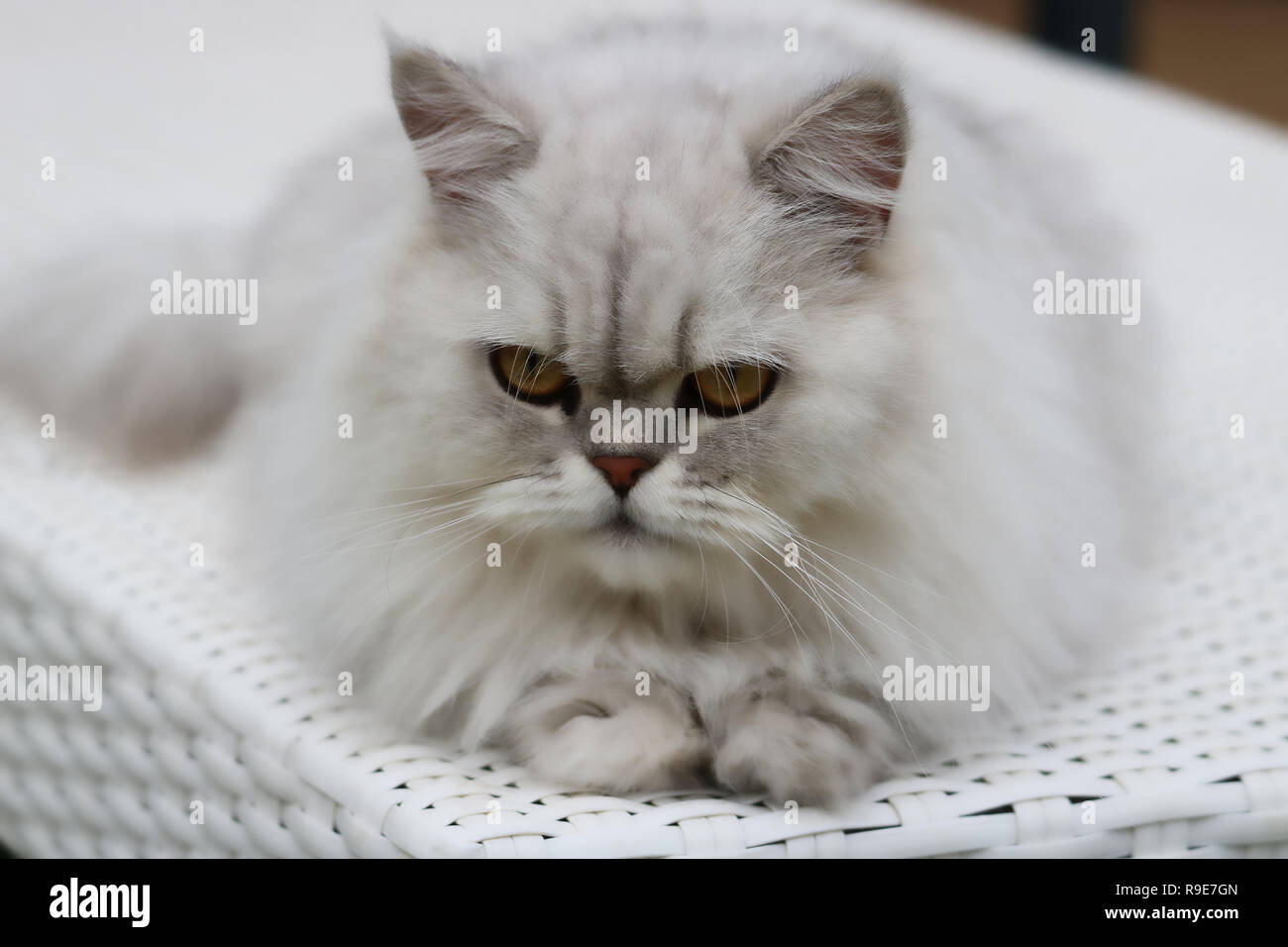 Questa bella foto mostra un grigio Chinchilla gatto persiano sdraiato su un lettino. Questa foto è stata scattata in Thailandia Foto Stock